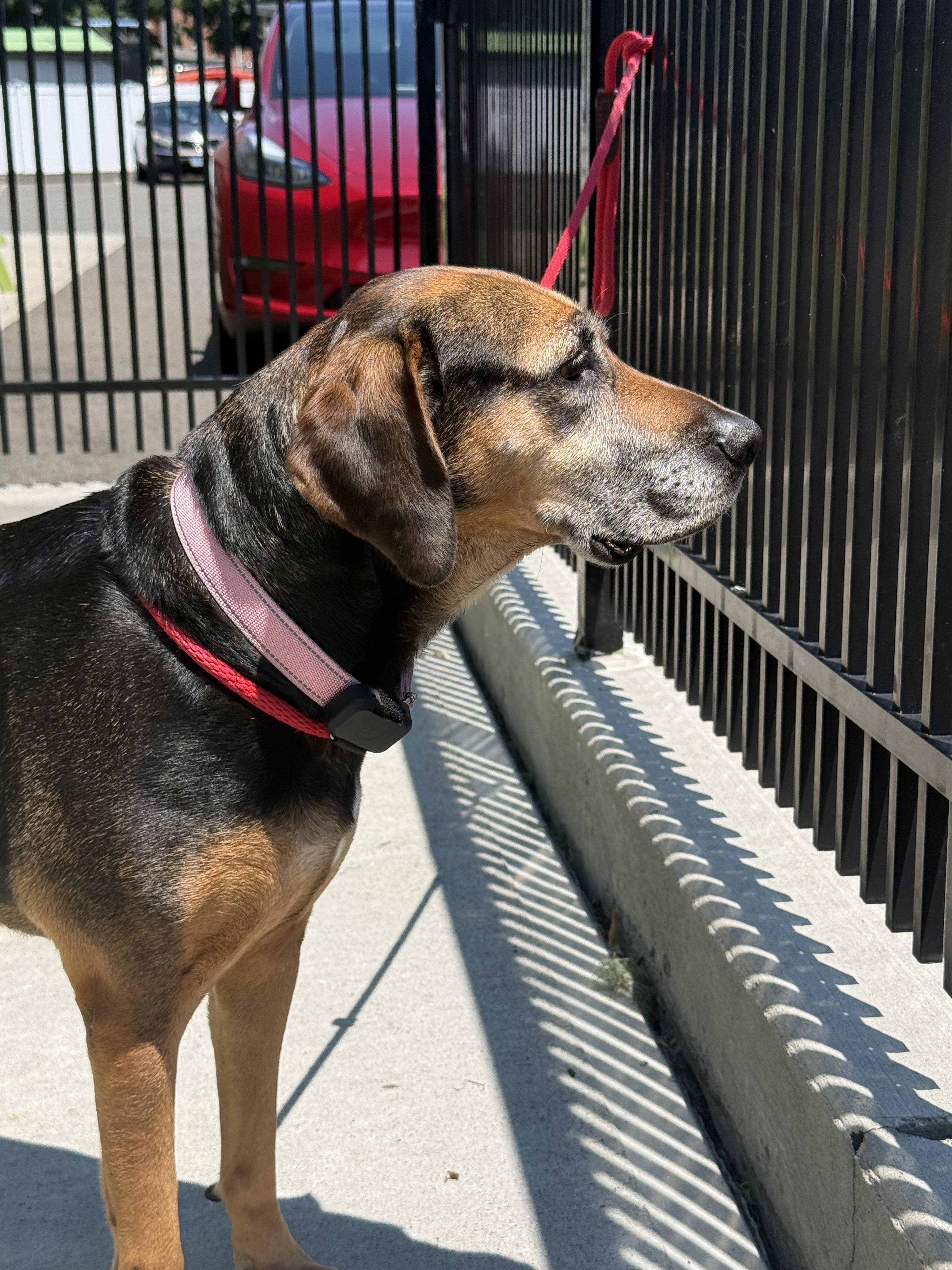 Monica, a ADOPTABLE mixed breed in Milford, CT image 3/5