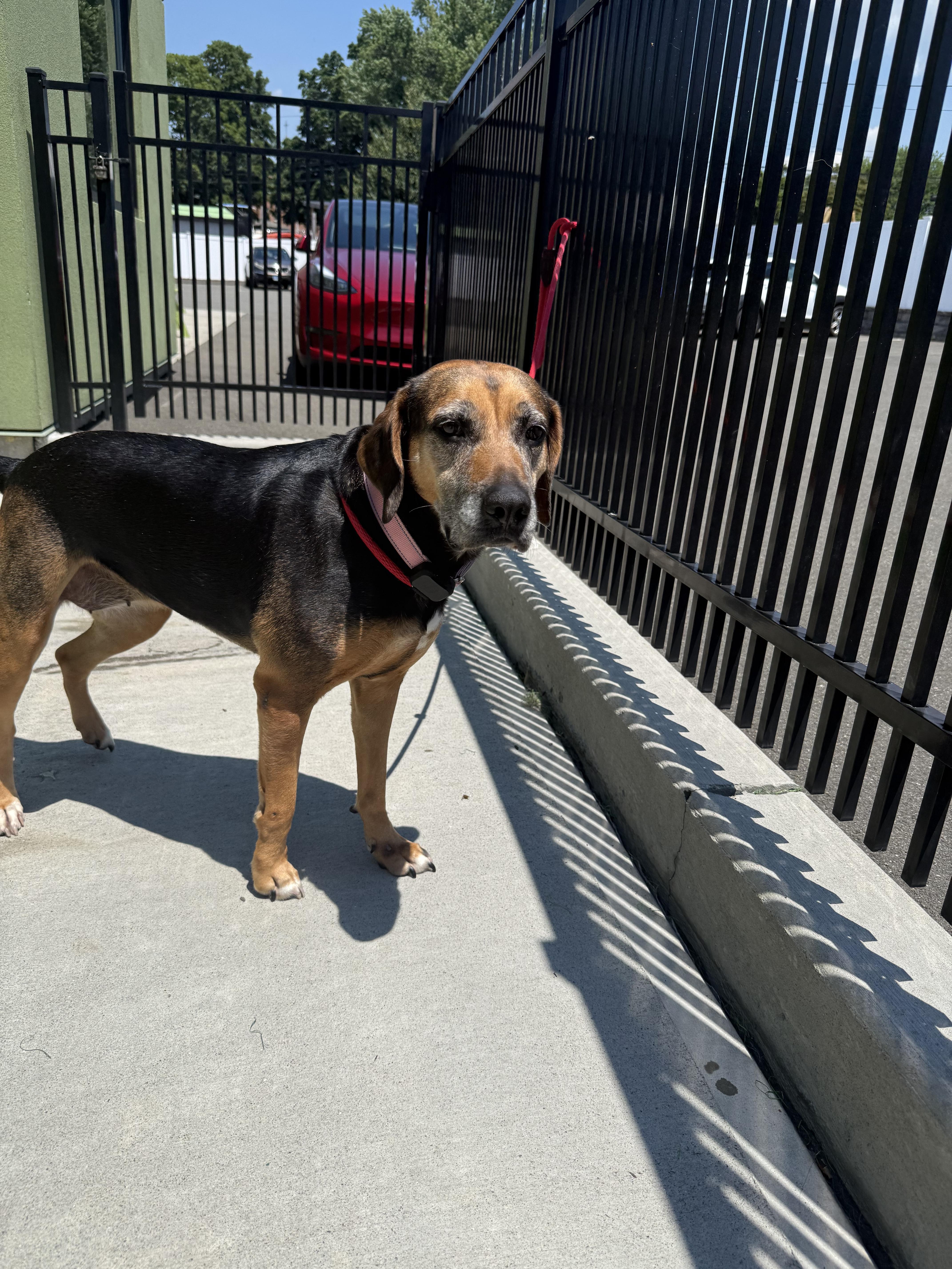 Monica, a ADOPTABLE mixed breed in Milford, CT image 4/5