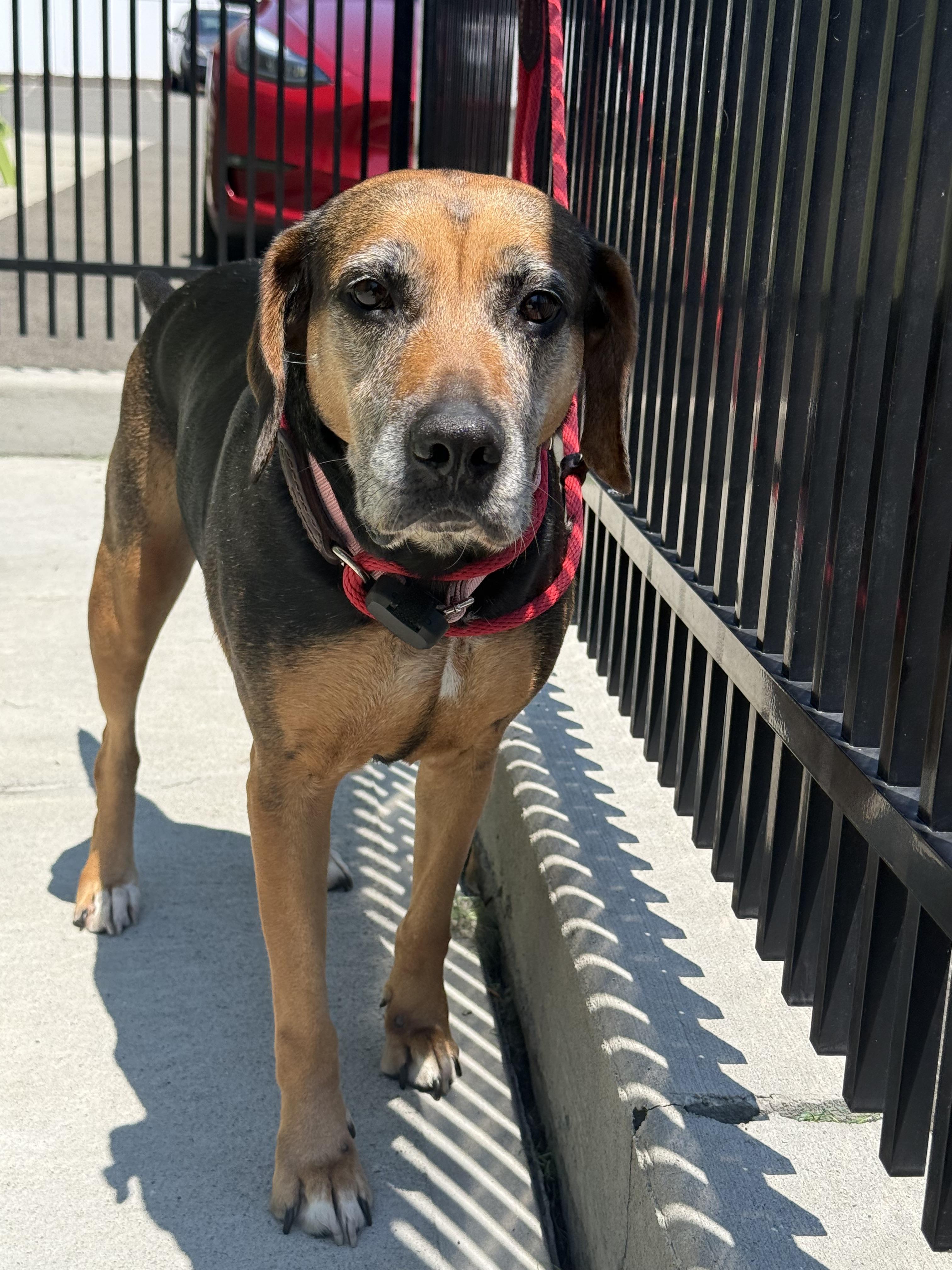 Monica, ADOPTABLE, Adult Female Beagle & Chocolate Labrador Retriever.