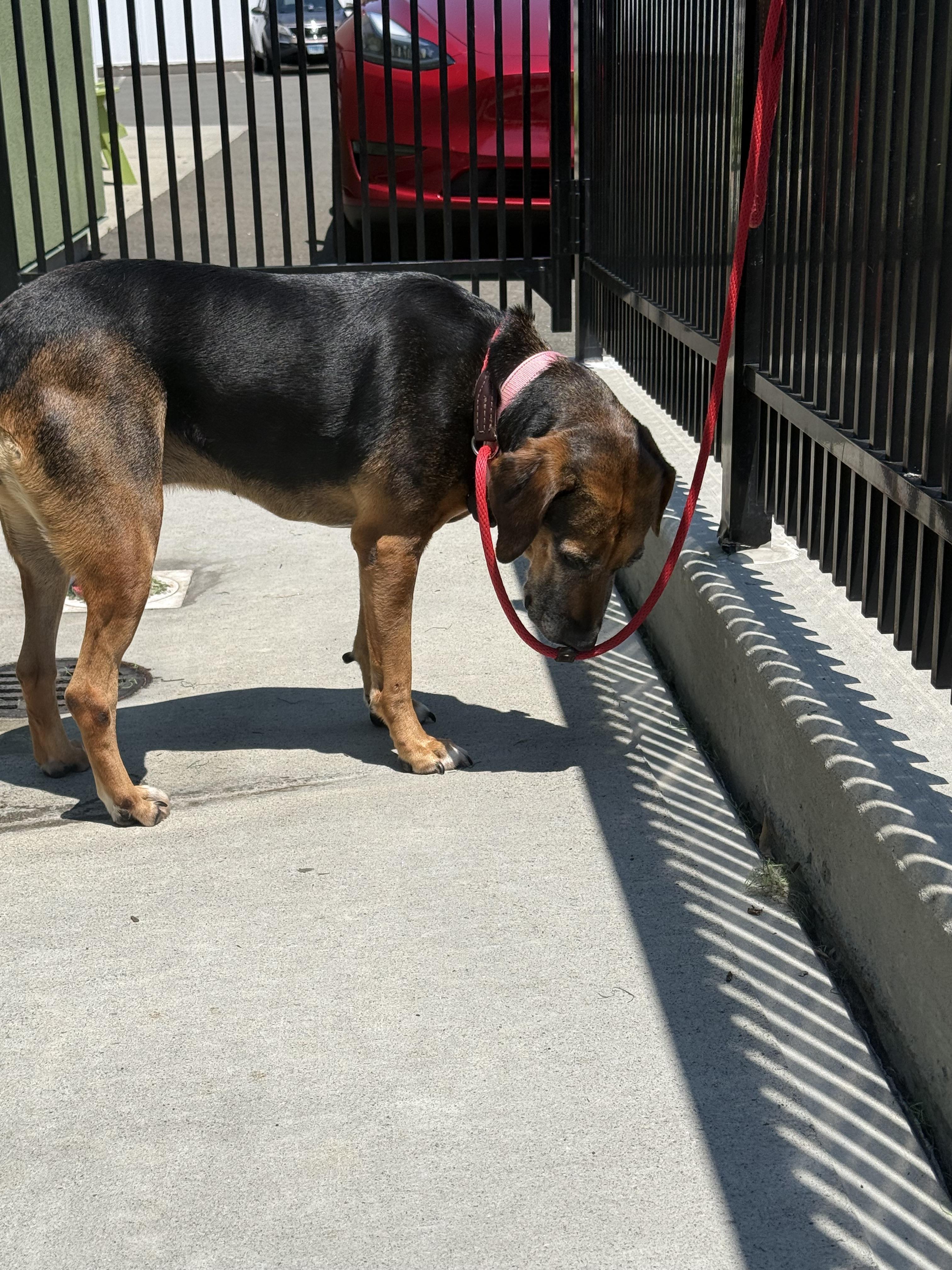 Monica, a ADOPTABLE mixed breed in Milford, CT image 2/5
