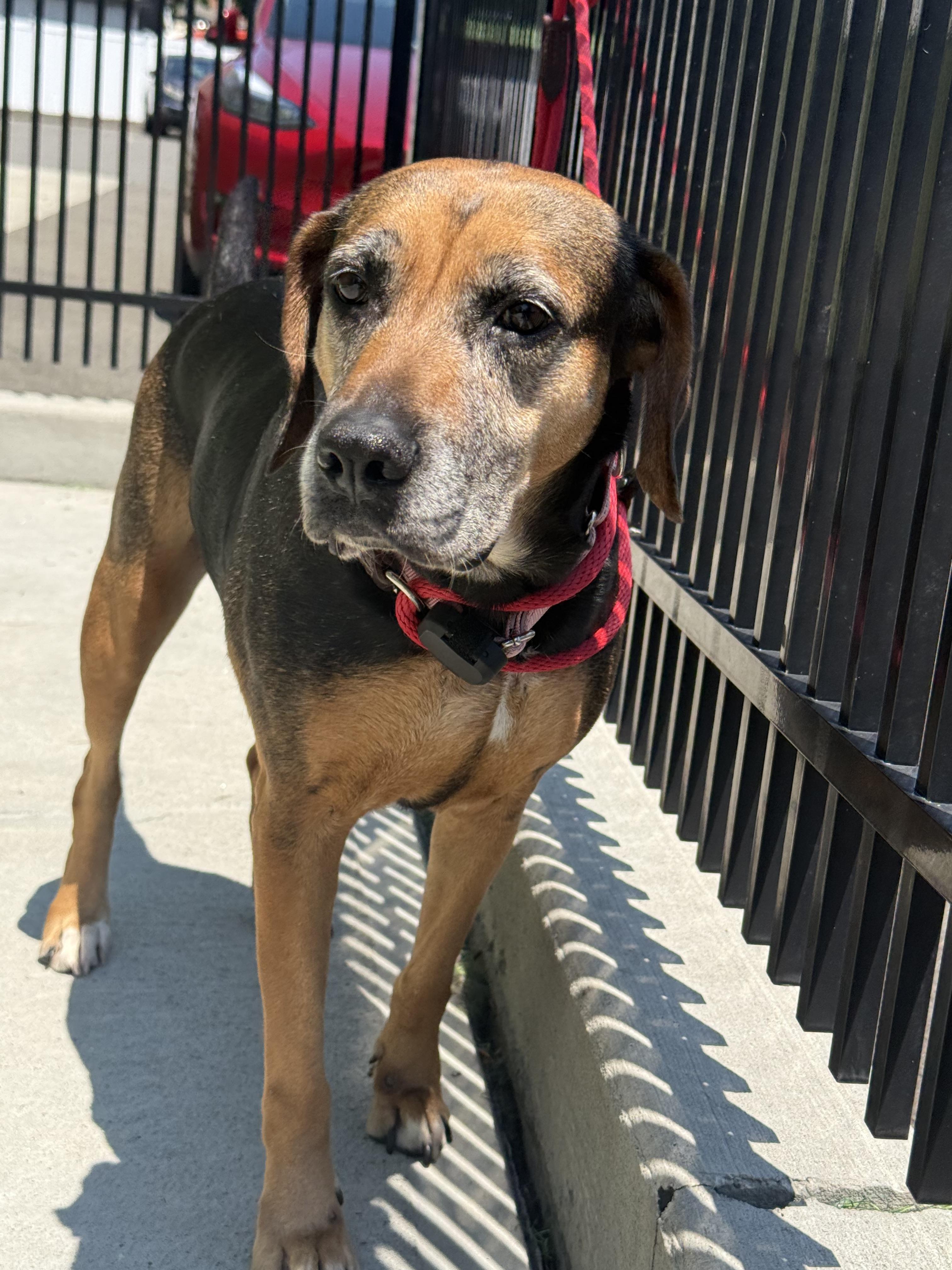 Monica, a ADOPTABLE mixed breed in Milford, CT image 5/5