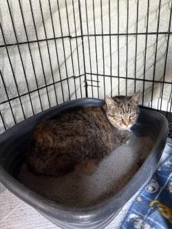Mama, ADOPTABLE, Senior Female Domestic Short Hair.