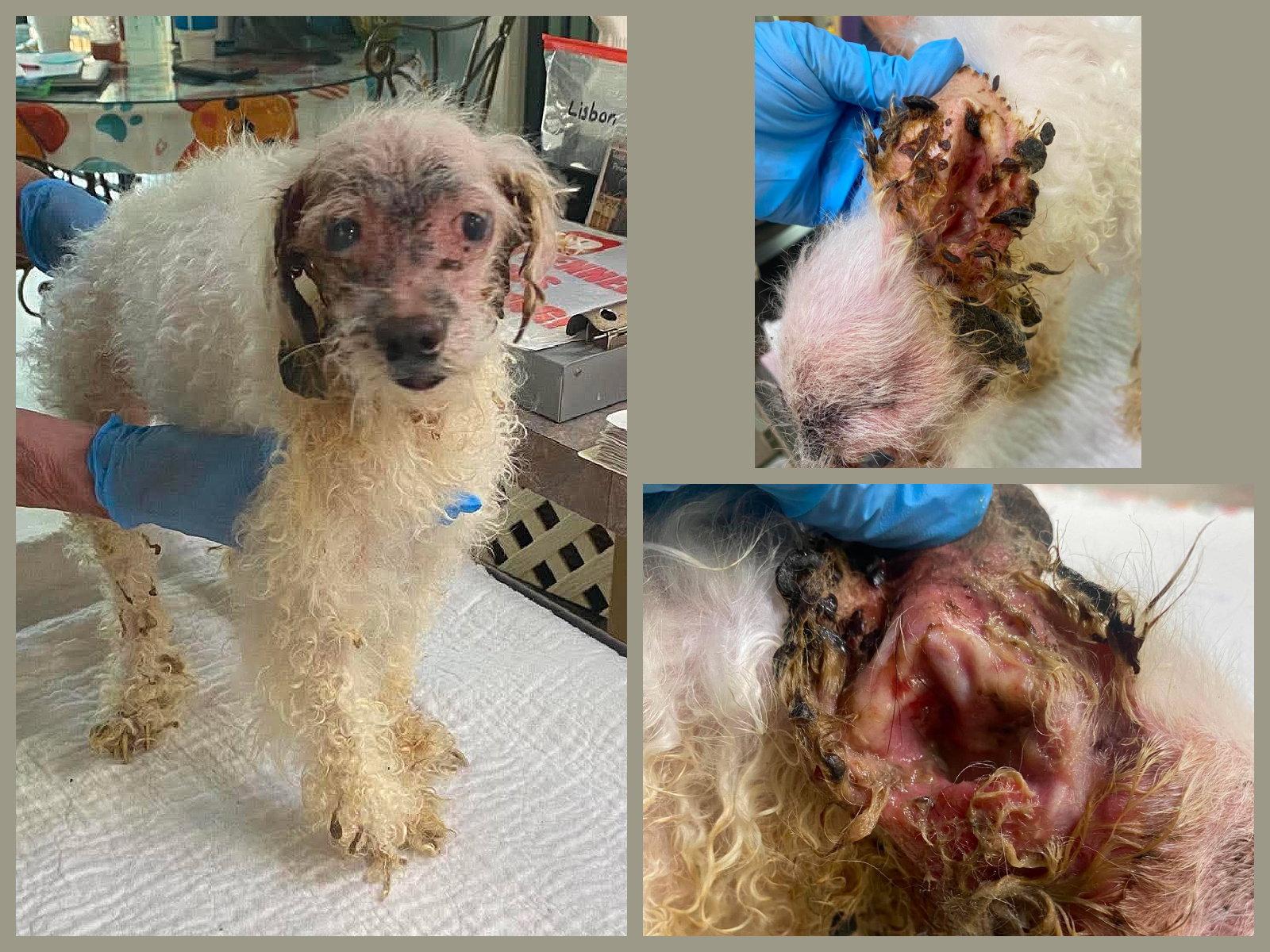 Harmony (NOT YET AVAILABLE), Adoptable, Adult Female Maltese & Poodle.