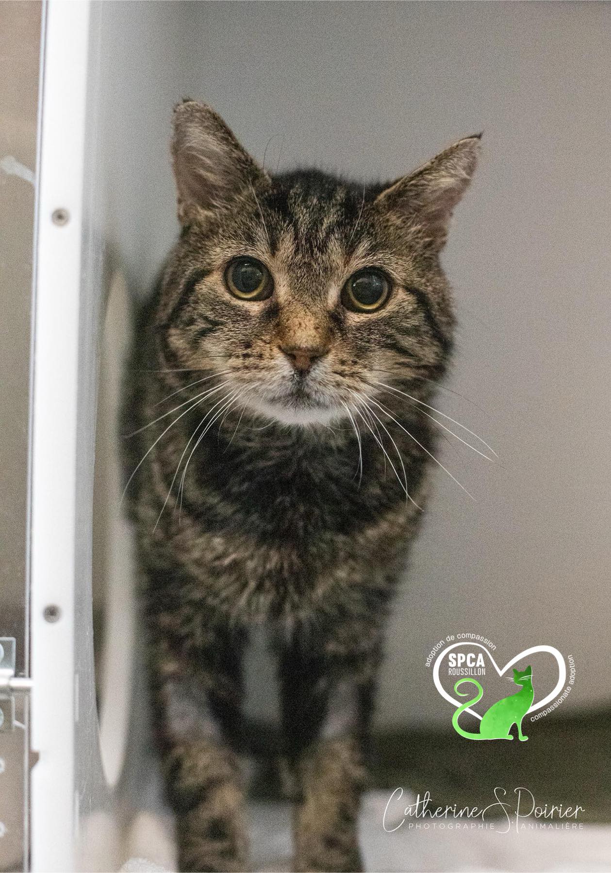 MILO, an adopted Domestic Short Hair Mix in Delson, QC_image-1
