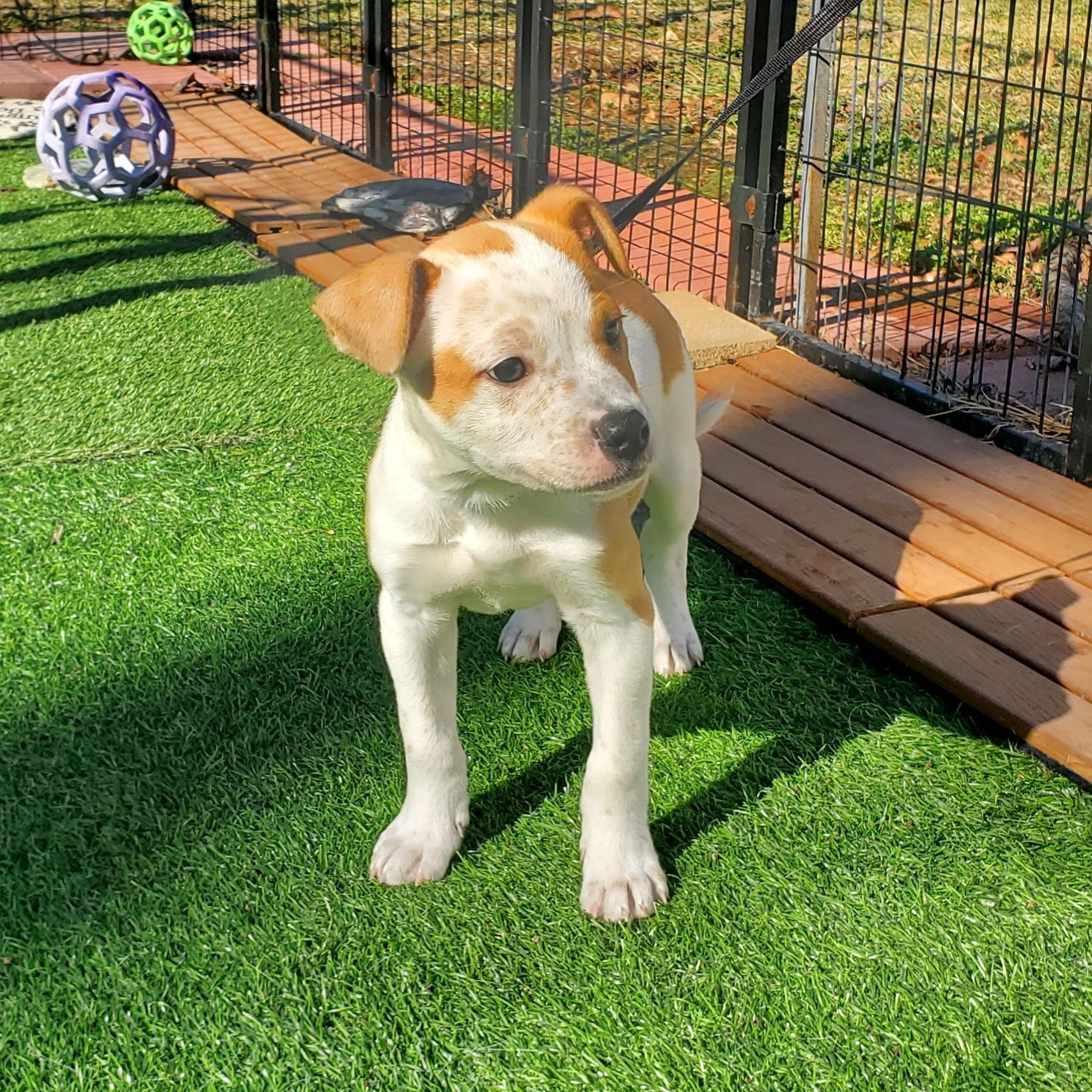 Enlarge Peter, a Adoptable mixed breed in Blairstown, NJ image 3/6