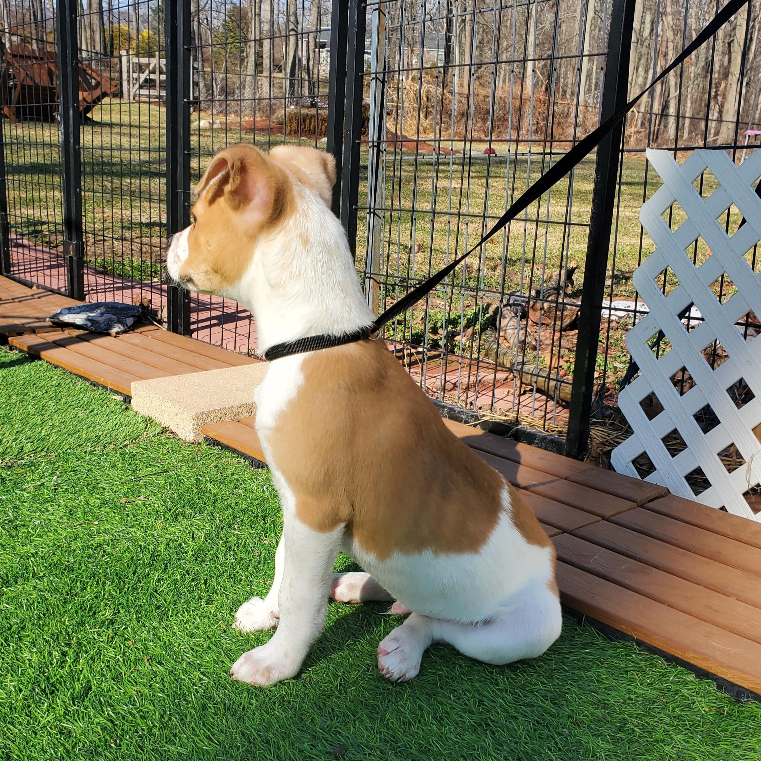 Enlarge Peter, a Adoptable mixed breed in Blairstown, NJ image 4/6