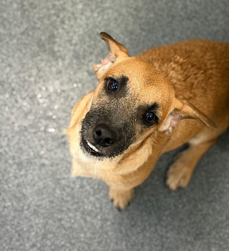 Enlarge Rachel, a Adoptable mixed breed in Portland, ME image 3/3