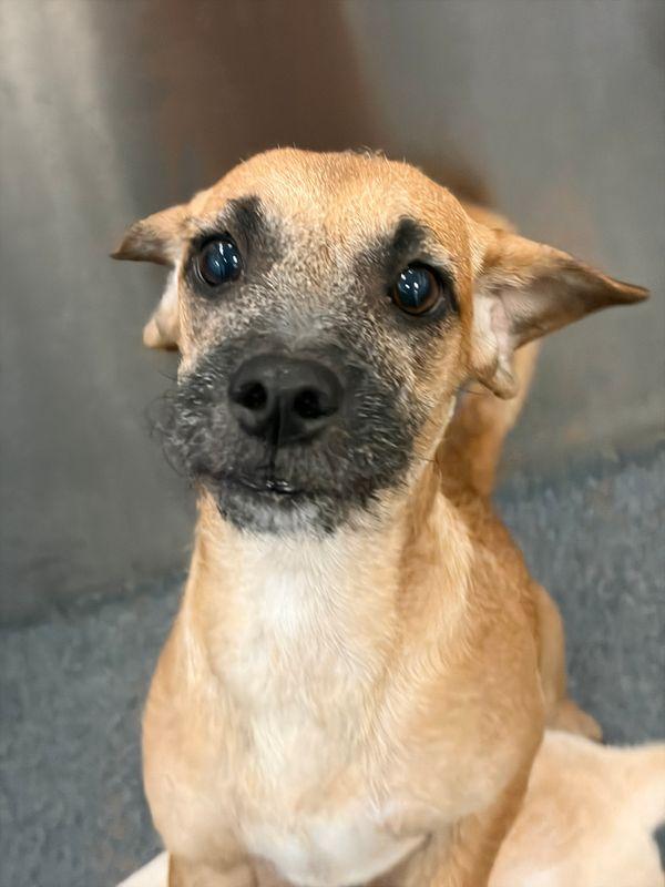 Rachel, Adoptable, Puppy Female Border Terrier.