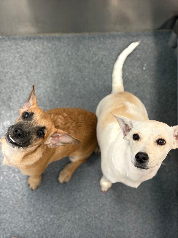 Enlarge Rachel, a Adoptable mixed breed in Portland, ME image 2/3
