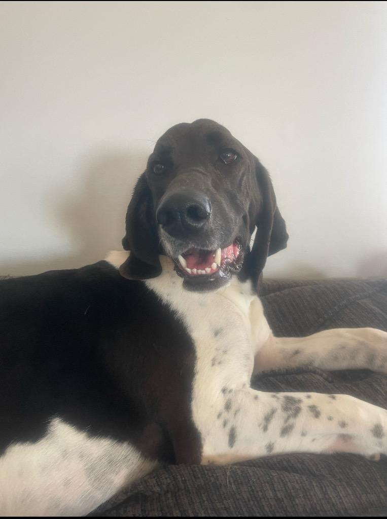 Odin (Hercules), Adoptable, Adult Male Labrador Retriever & Hound.