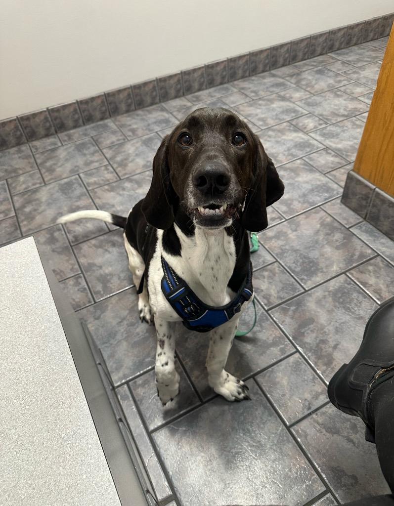 Enlarge Odin (Hercules), a Adoptable mixed breed in Charlotte, MI image 2/3