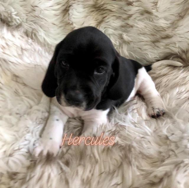 Enlarge Odin (Hercules), a Adoptable mixed breed in Charlotte, MI image 3/3