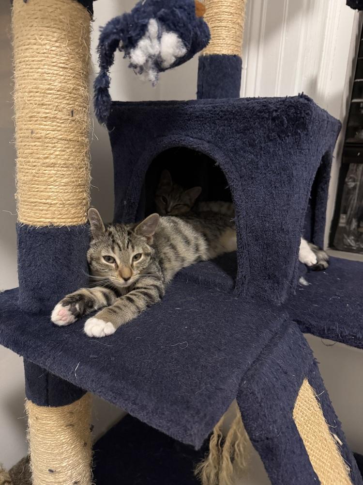 Snowshoe, Adoptable, Kitten Male Domestic Short Hair.