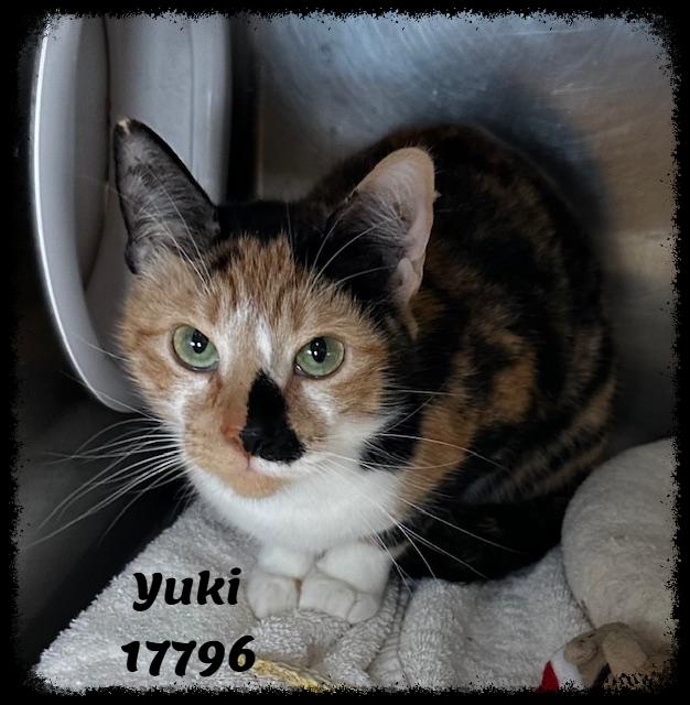 Enlarge YUKI, an adopted mixed breed in Marietta, GA image 2/4