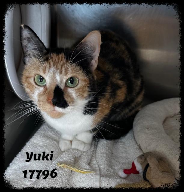 Enlarge YUKI, an adopted mixed breed in Marietta, GA image 3/4