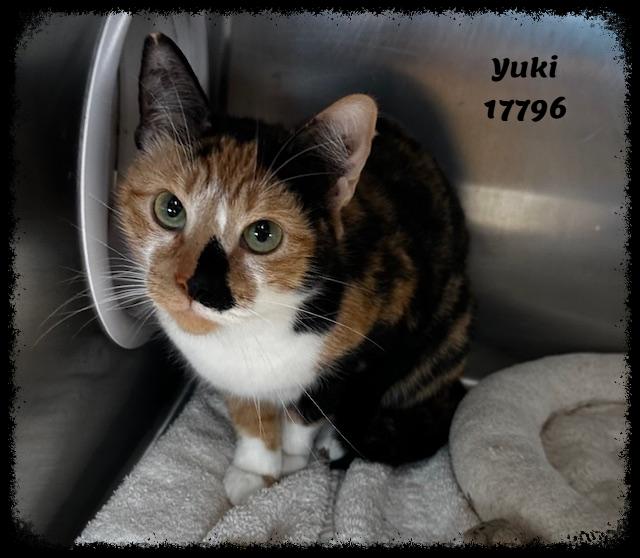 Enlarge YUKI, an adopted mixed breed in Marietta, GA image 4/4