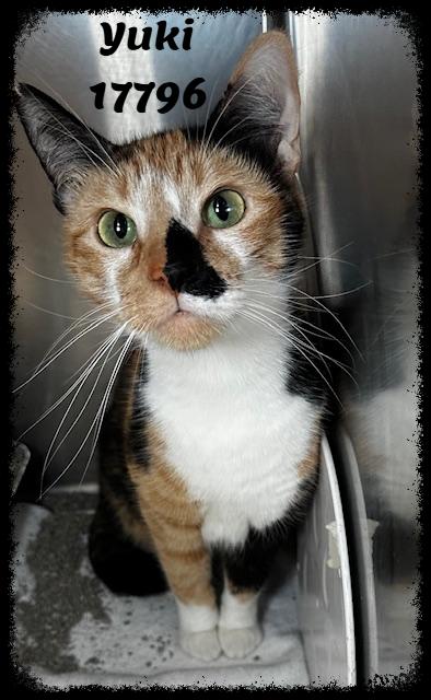 Enlarge YUKI, an adopted mixed breed in Marietta, GA image 1/4