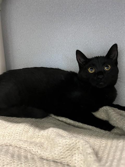 A318002, Adoptable, Young Female Domestic Short Hair.