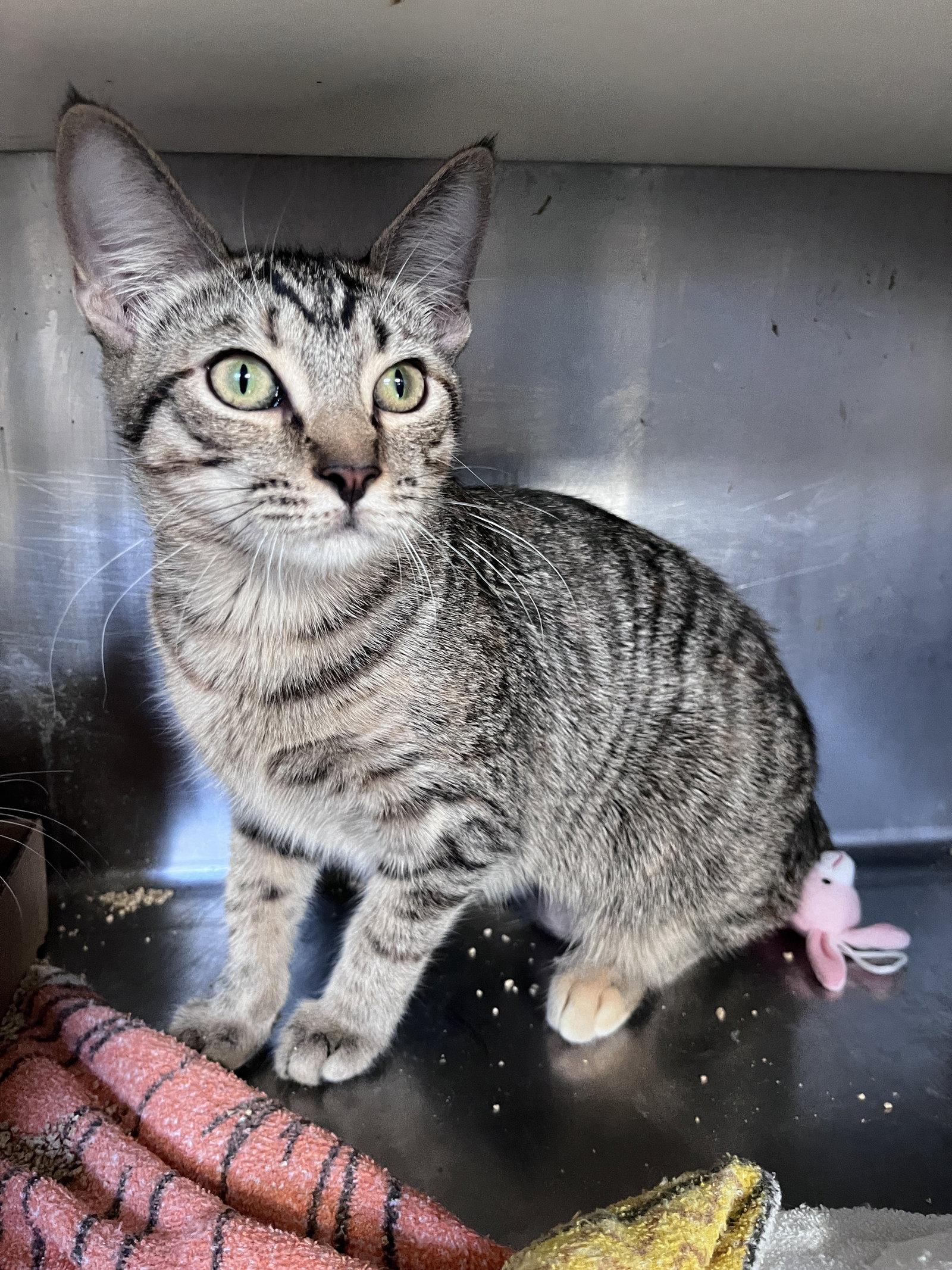 Enlarge Jolly, a Adoptable mixed breed in Carrollton, GA image 1/3