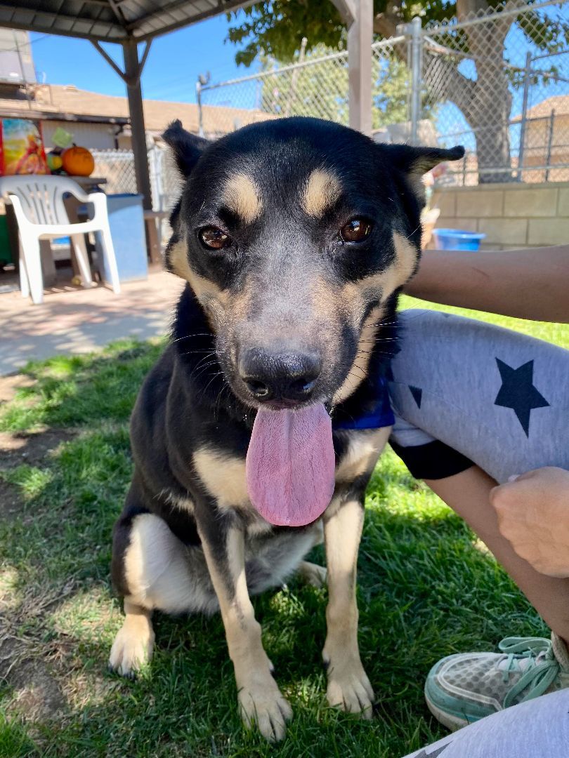 Pepper, Adoptable, Adult Female German Shepherd Dog.