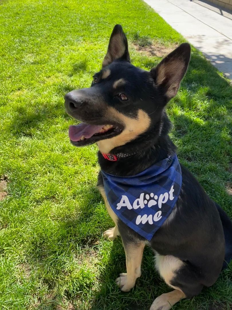 Pepper, a Adoptable mixed breed in Agua Dulce, CA image 2/7