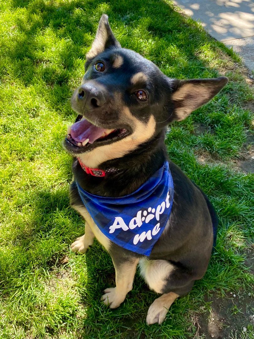 Pepper, a Adoptable mixed breed in Agua Dulce, CA image 4/7