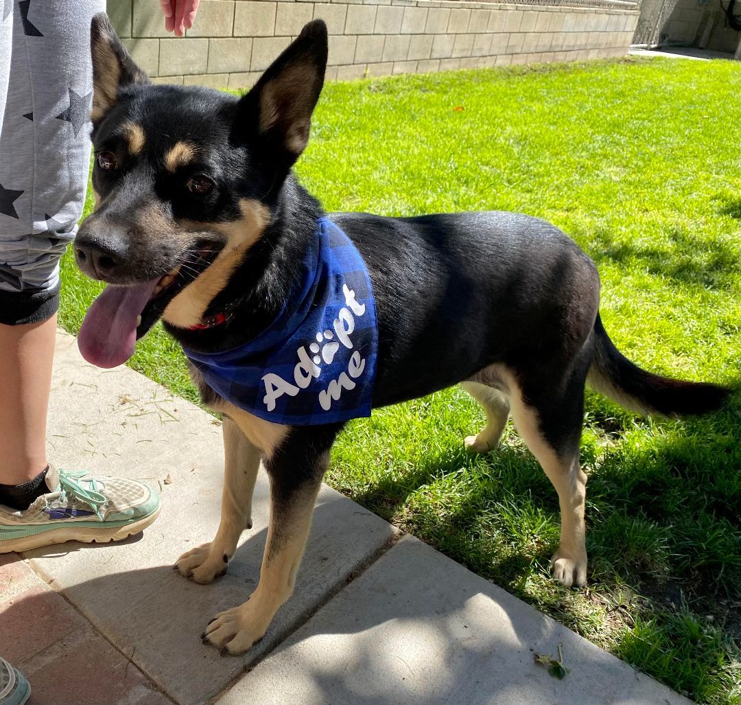 Pepper, a Adoptable mixed breed in Agua Dulce, CA image 5/7