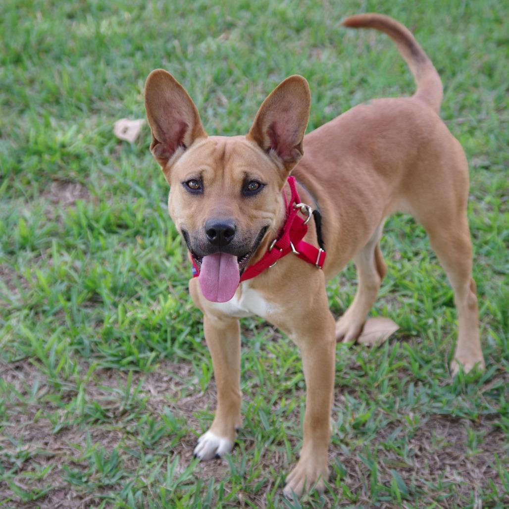 Alfie, a Adoptable mixed breed in Miami, FL image 1/5