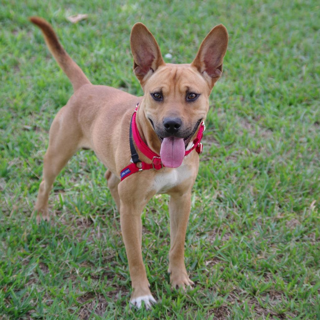 Alfie, a Adoptable mixed breed in Miami, FL image 3/5
