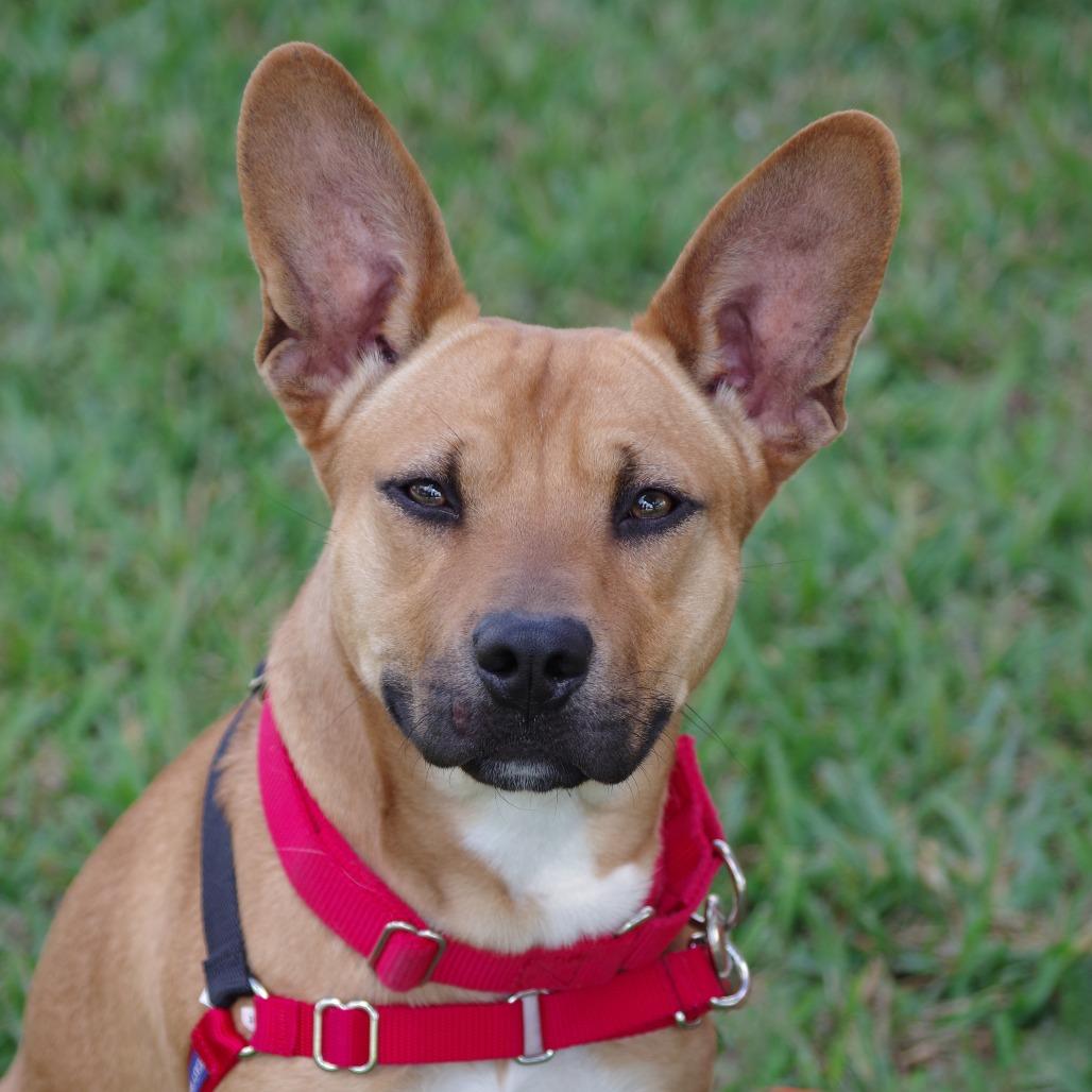 Alfie, a Adoptable mixed breed in Miami, FL image 4/5