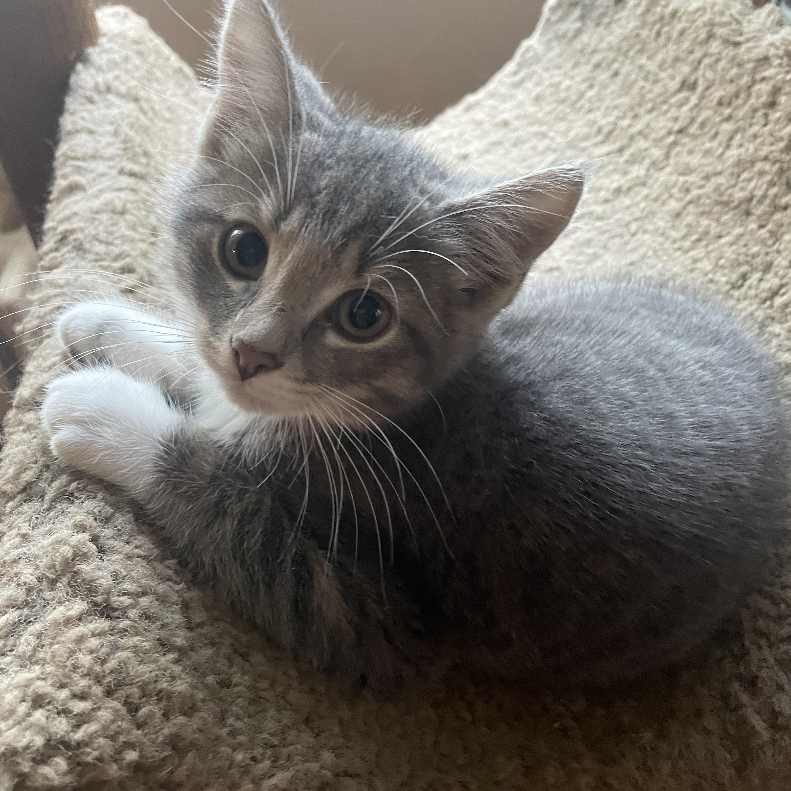 Cat for adoption - Timmy, a Domestic Short Hair in Troy, NY | Petfinder