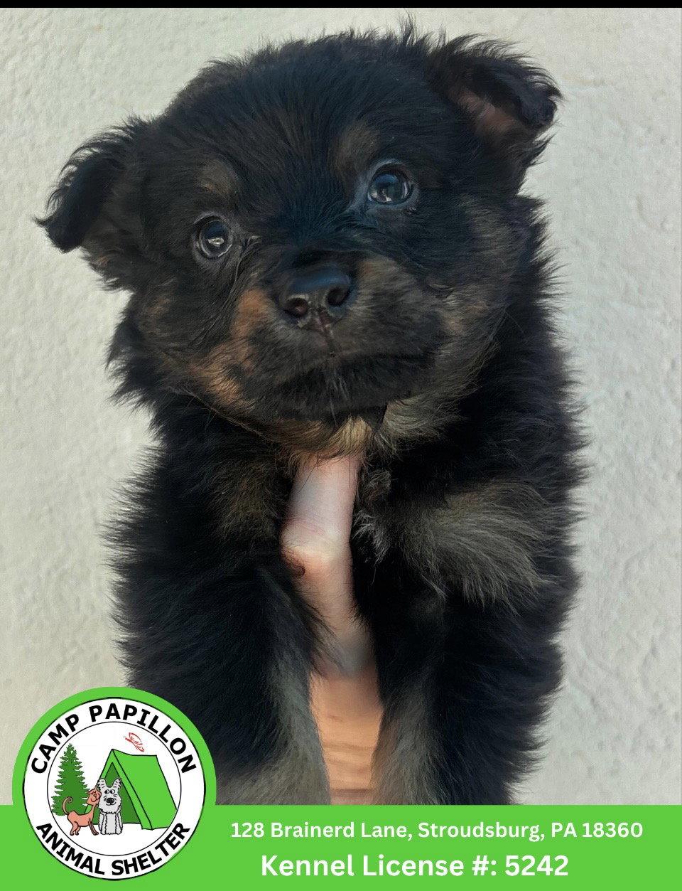 Matter, Adopted, Young Male Australian Shepherd & Bernese Mountain Dog.