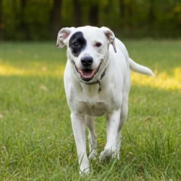 Zarah, a Adoptable mixed breed in Pittsfield, IL image 1/2
