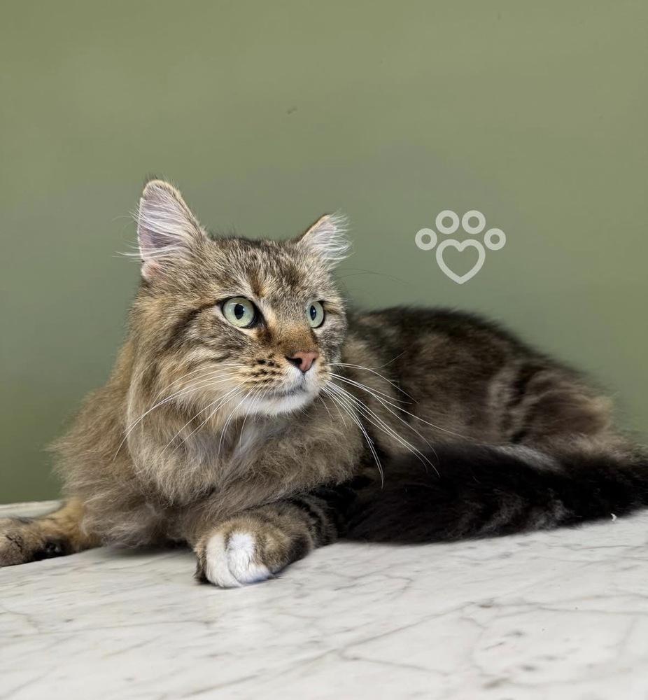 Norris, Adoptable, Adult Male Domestic Medium Hair.