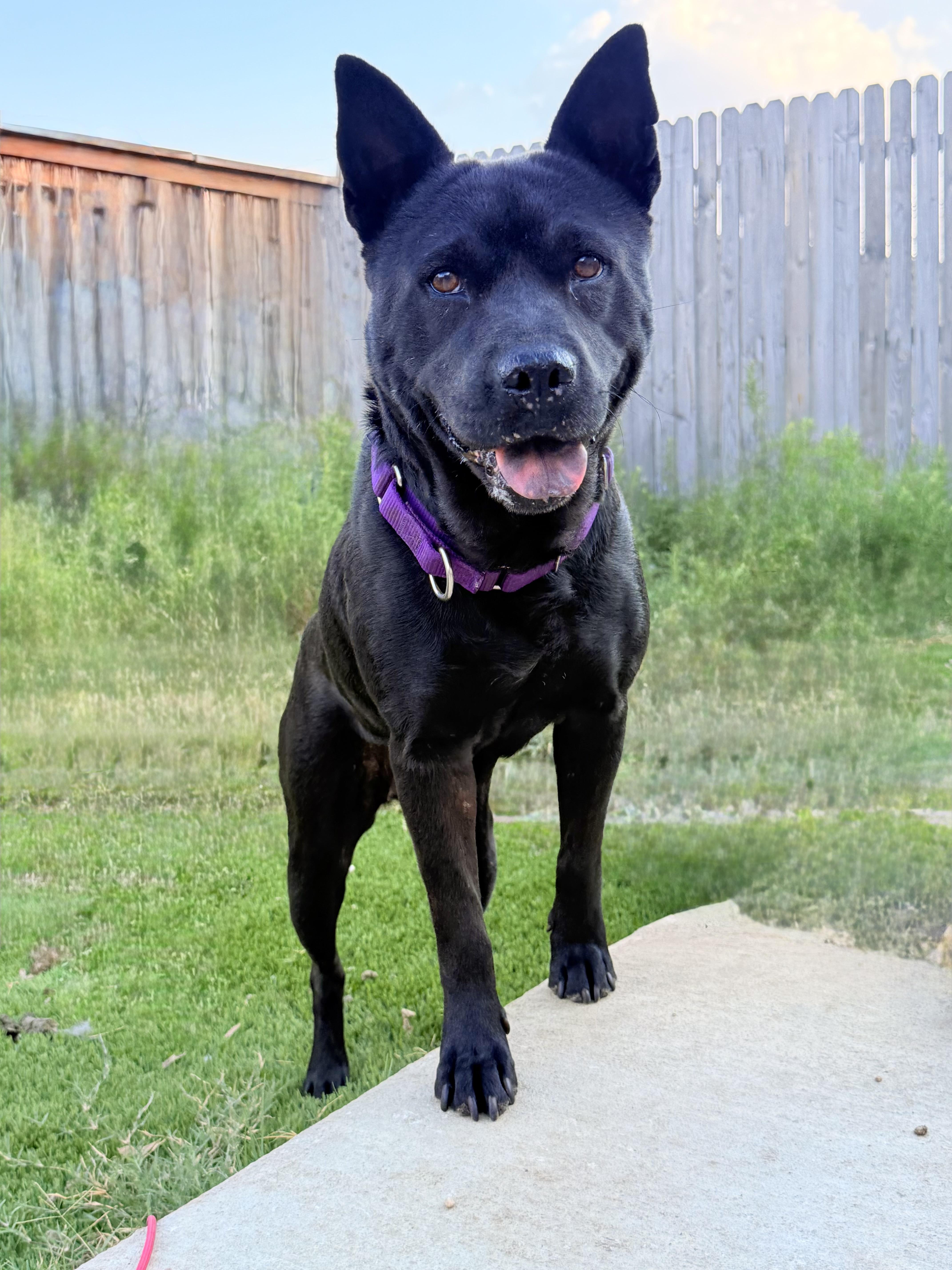 Mama, an adoptable Australian Kelpie in Springfield, OR, 97477 | Photo Image 5