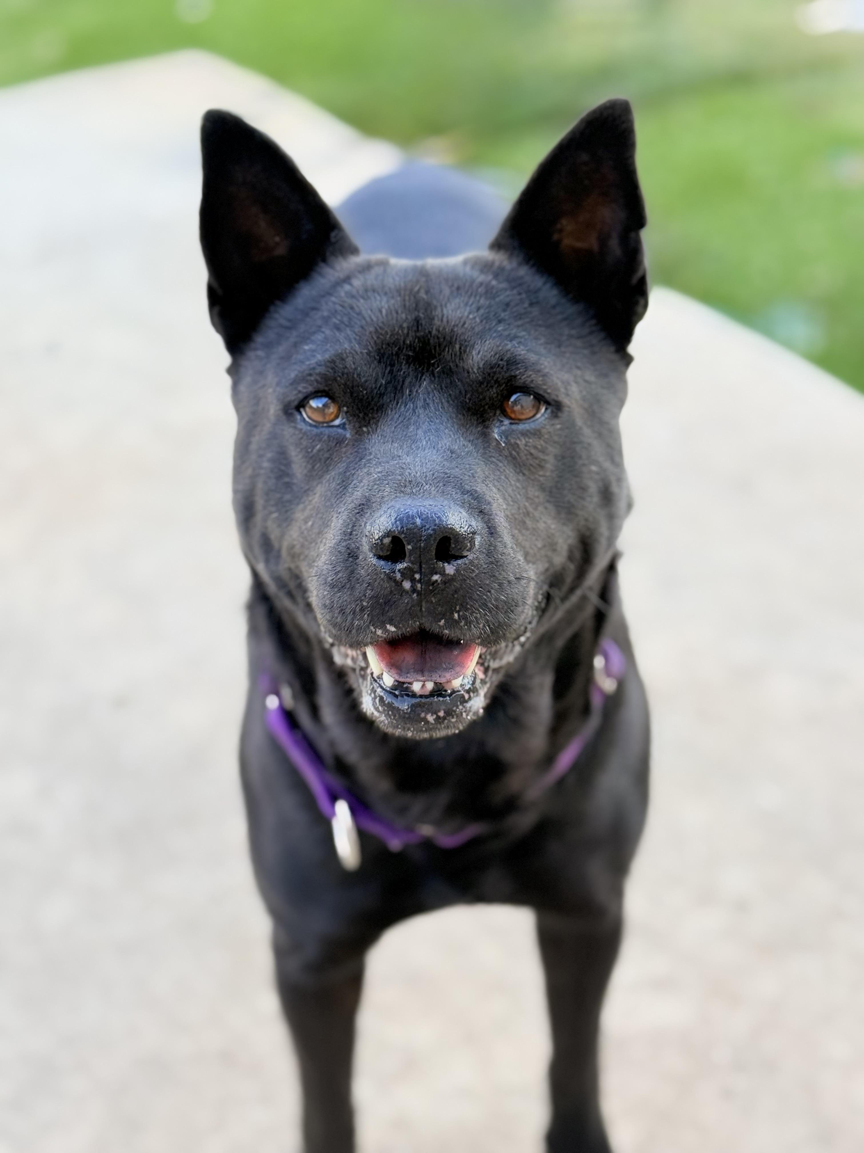 Mama, an adoptable Australian Kelpie in Springfield, OR, 97477 | Photo Image 6
