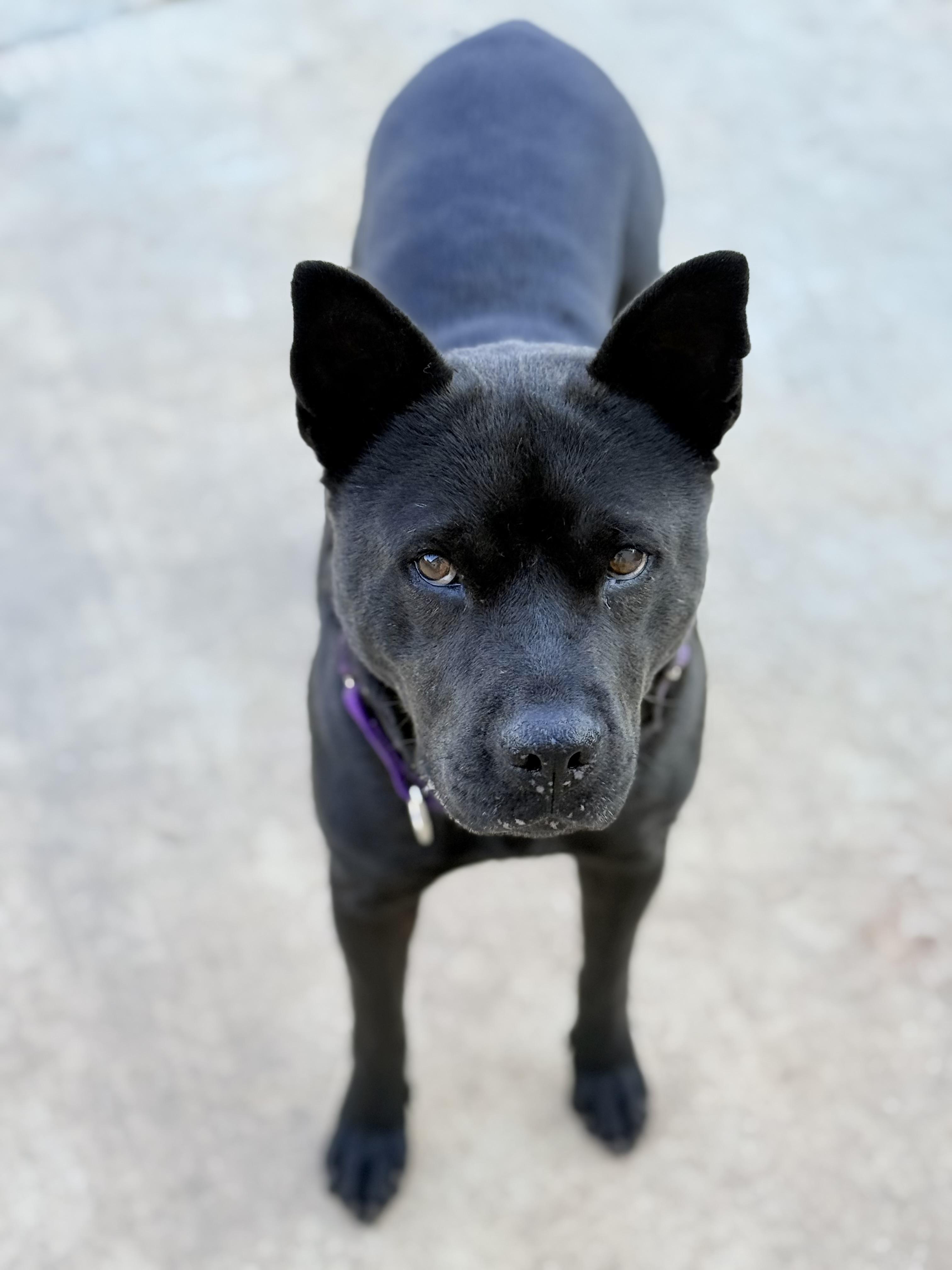 Mama, an adoptable Australian Kelpie in Springfield, OR, 97477 | Photo Image 3