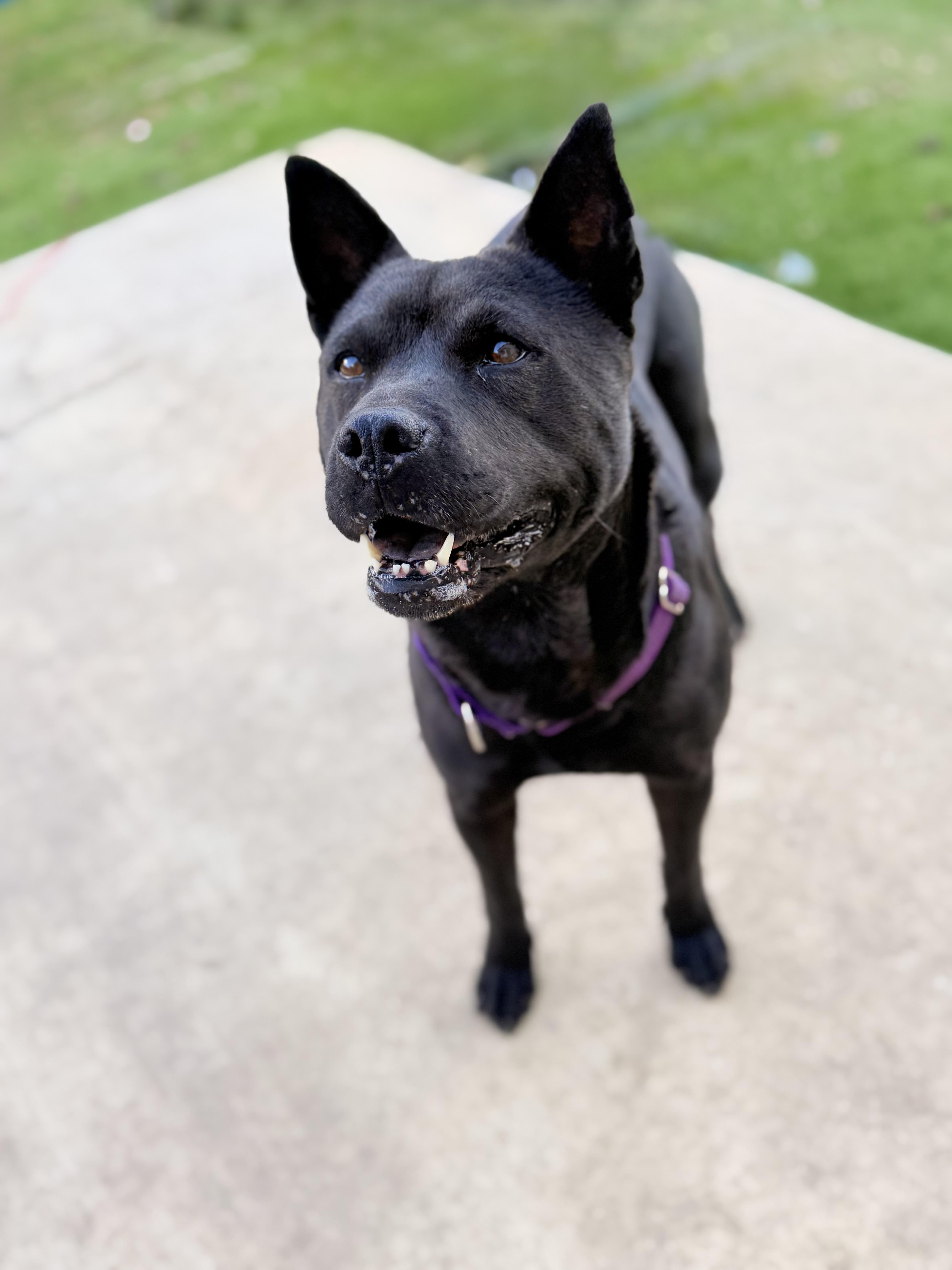 Mama, an adoptable Australian Kelpie in Springfield, OR, 97477 | Photo Image 4