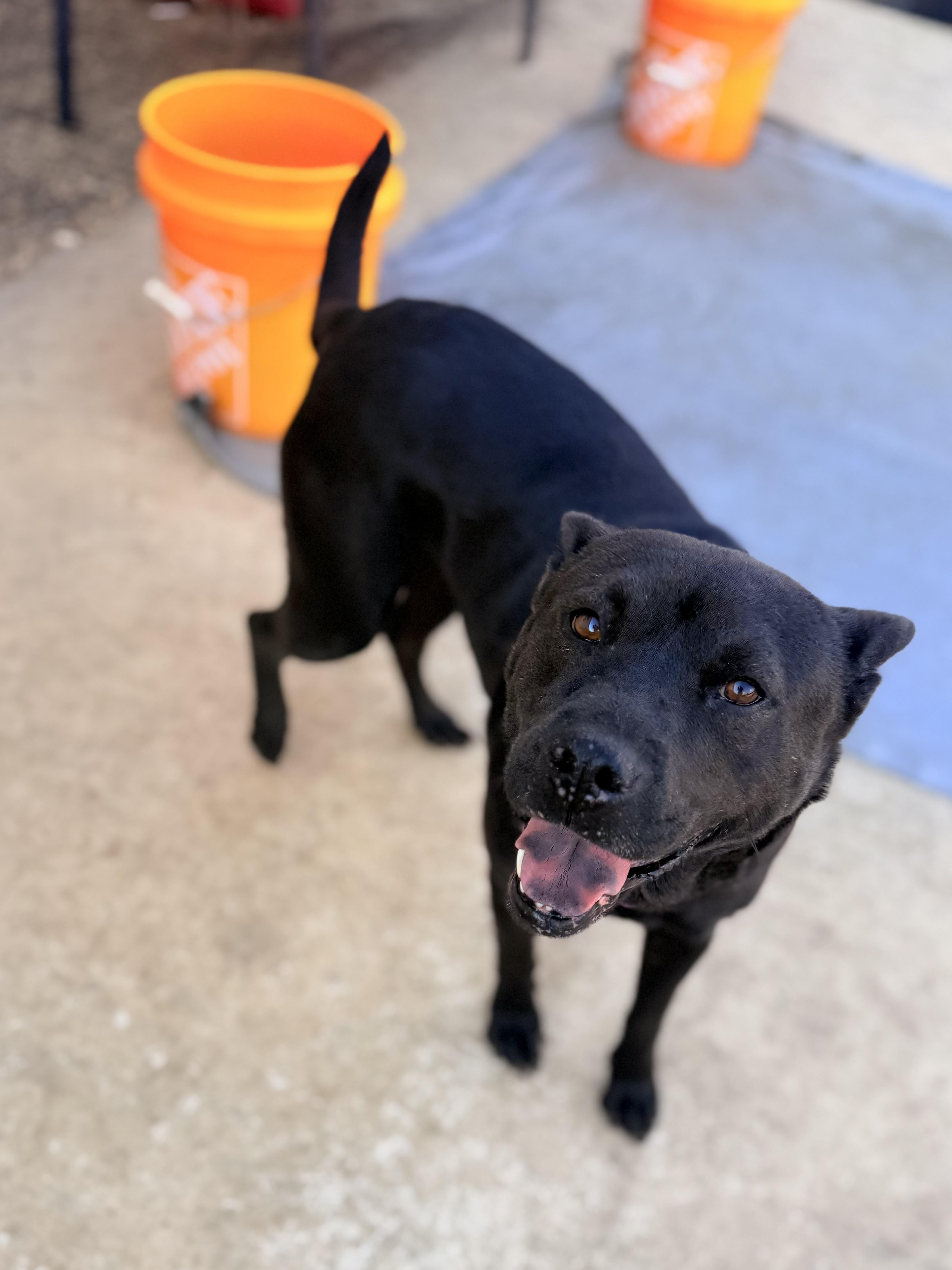 Mama, an adoptable Australian Kelpie in Springfield, OR, 97477 | Photo Image 1