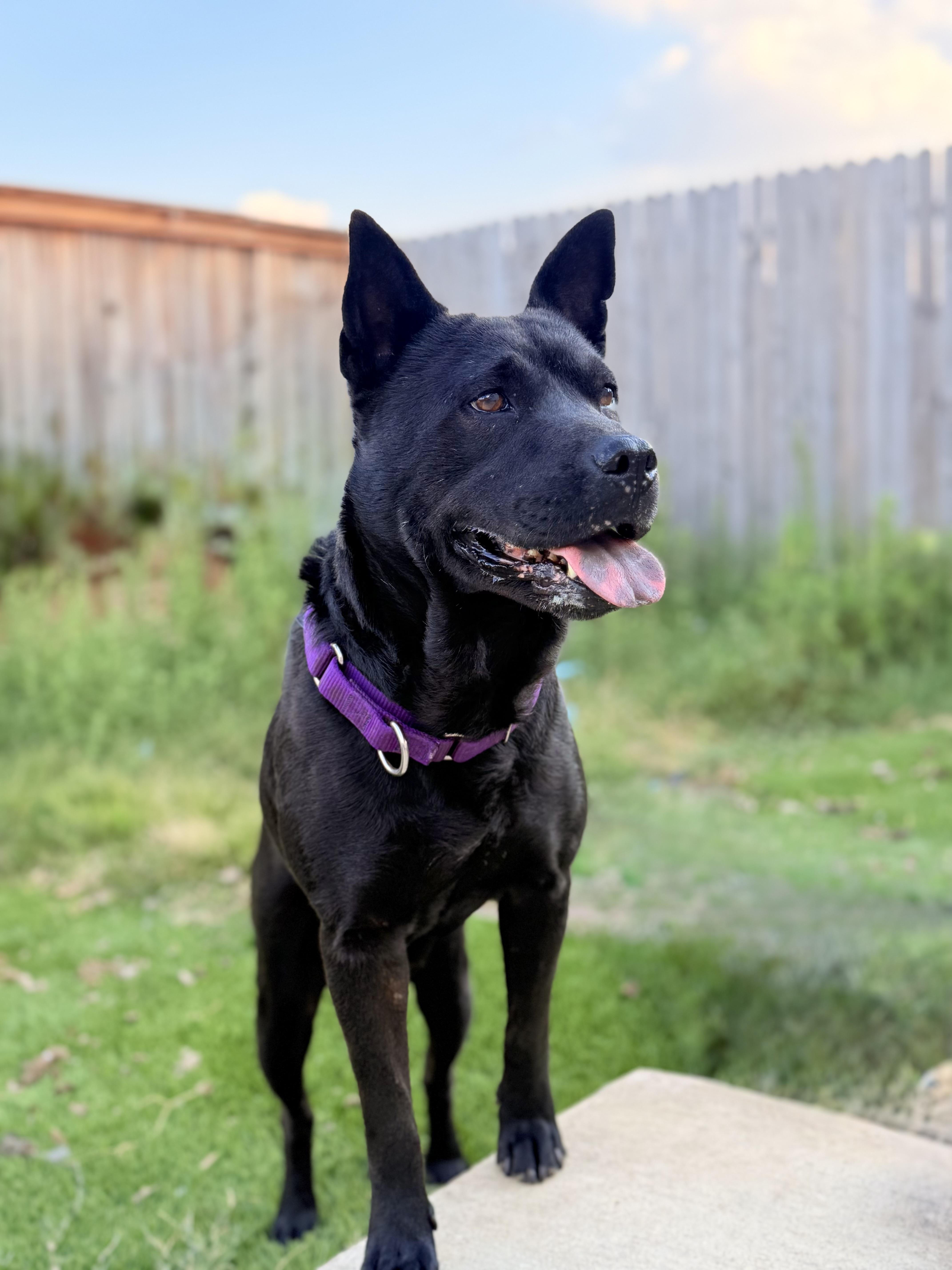Mama, an adoptable Australian Kelpie in Springfield, OR, 97477 | Photo Image 2
