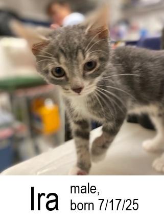 Ira, adopted, Young Male Domestic Short Hair.