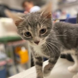 Enlarge Ira, an adopted Domestic Short Hair in Ocean Isle Beach, NC image 2/2