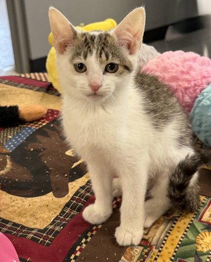 Enlarge Expo, a Adoptable Domestic Short Hair in Midland, VA image 1/1