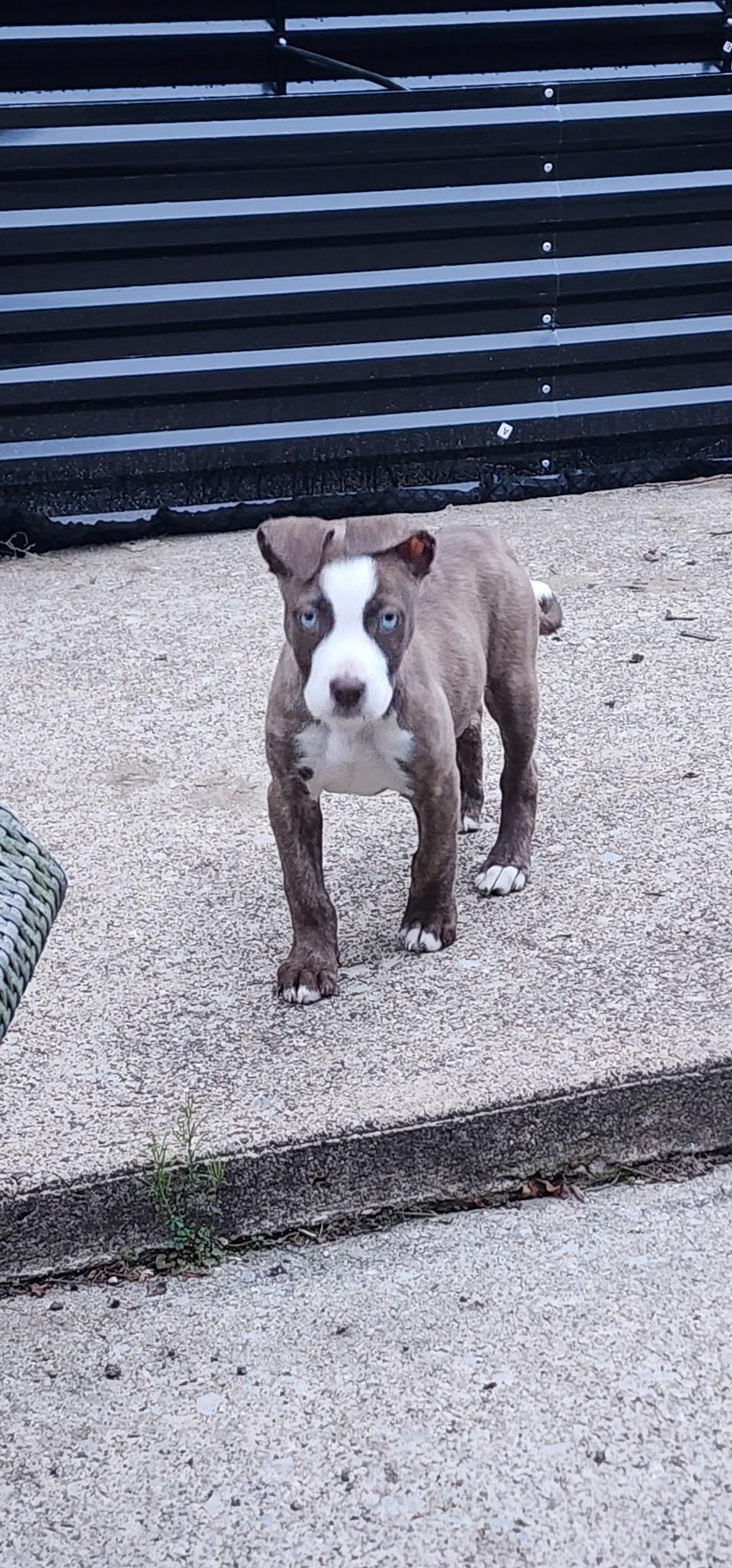 Enlarge [NEW] Iris, a ADOPTABLE mixed breed in Willoughby, OH image 4/5