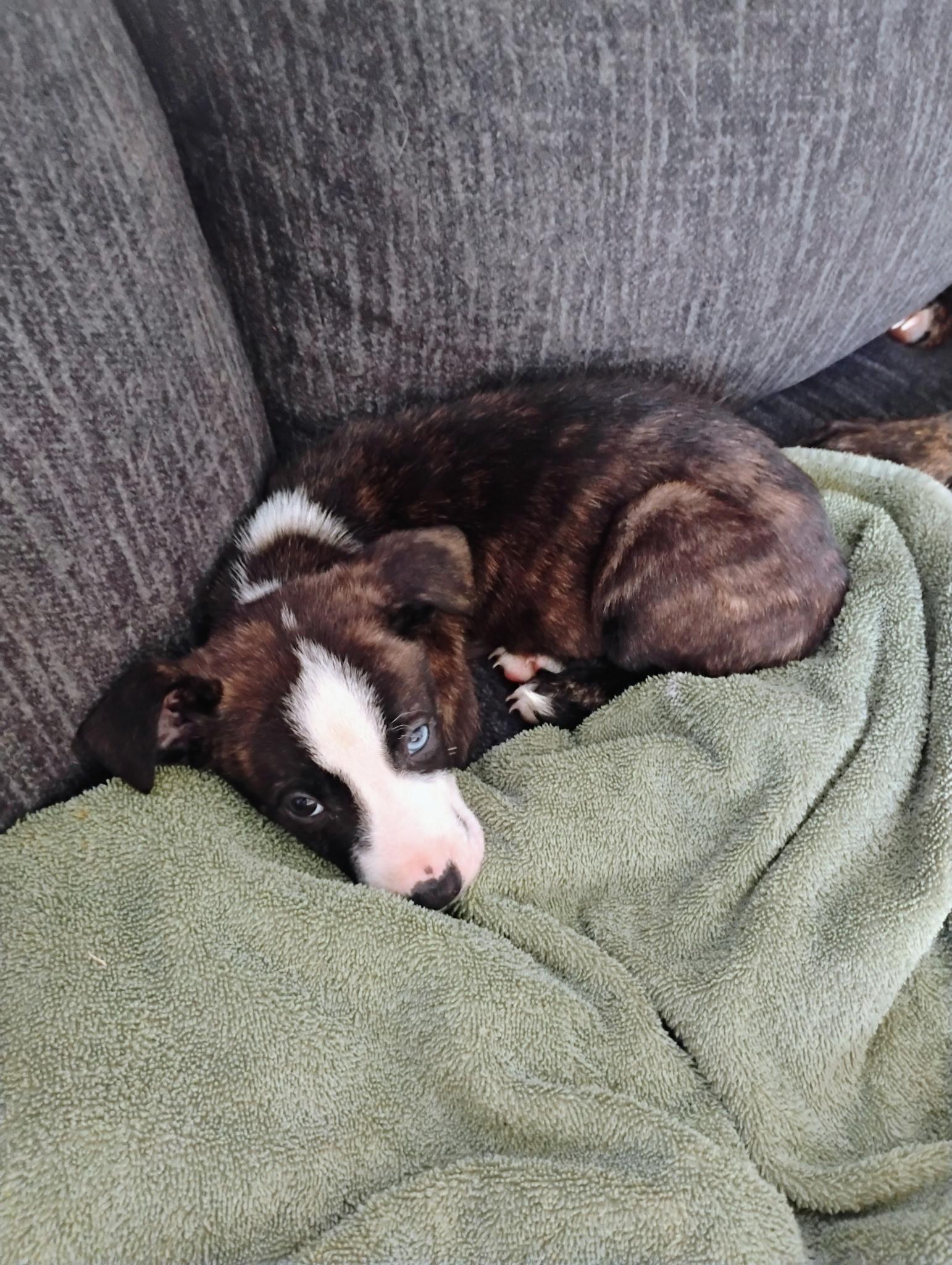 Enlarge [NEW] Iris, a ADOPTABLE mixed breed in Willoughby, OH image 2/5