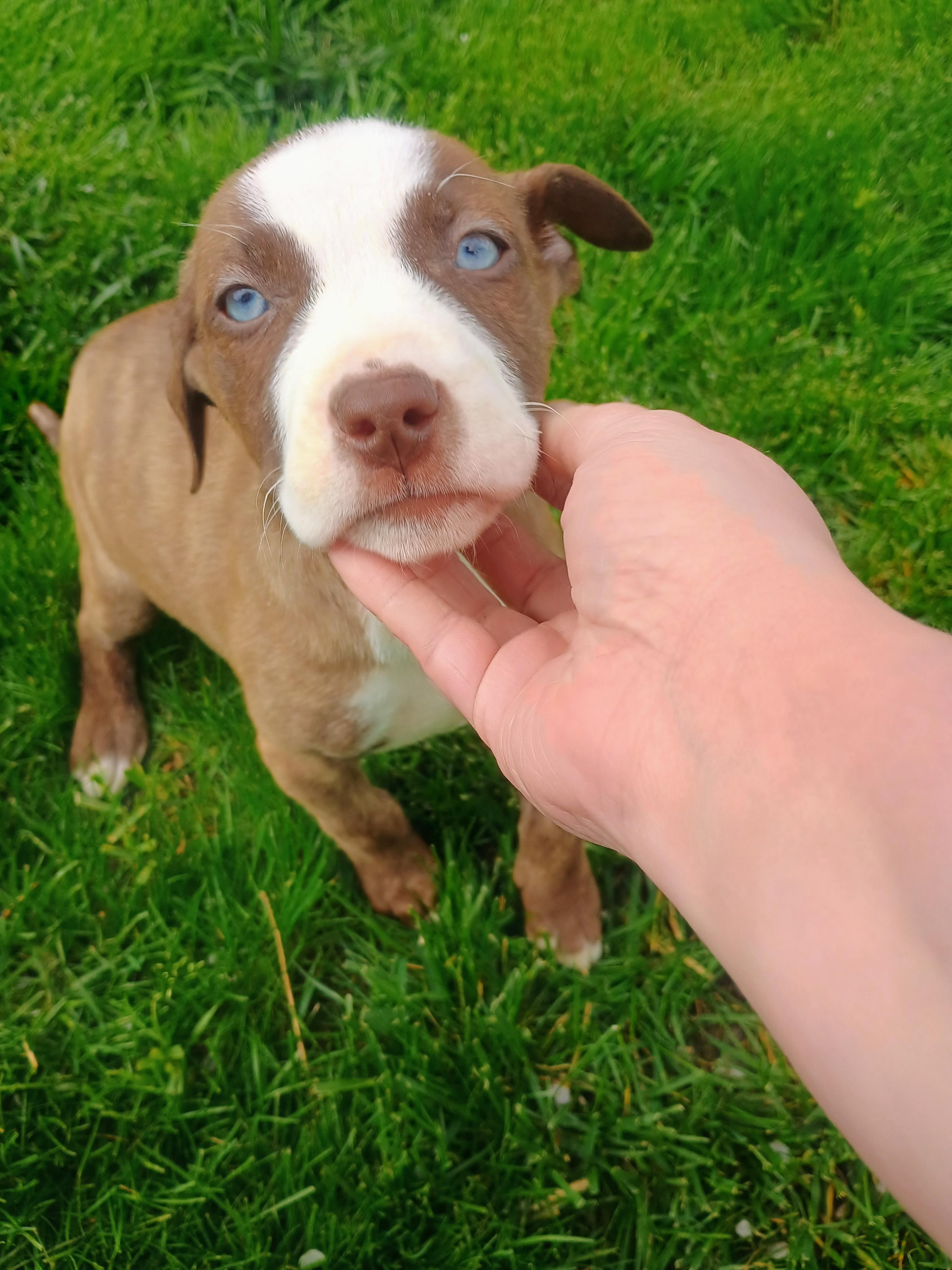 Enlarge [NEW] Iris, a ADOPTABLE mixed breed in Willoughby, OH image 1/5