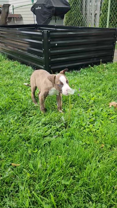 Enlarge [NEW] Iris, a ADOPTABLE mixed breed in Willoughby, OH video 5/5