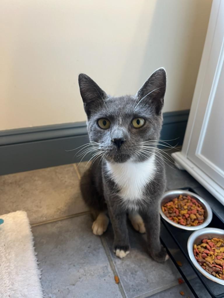 Enlarge Luke, a Adopted mixed breed in Stevensville, MD image 1/6