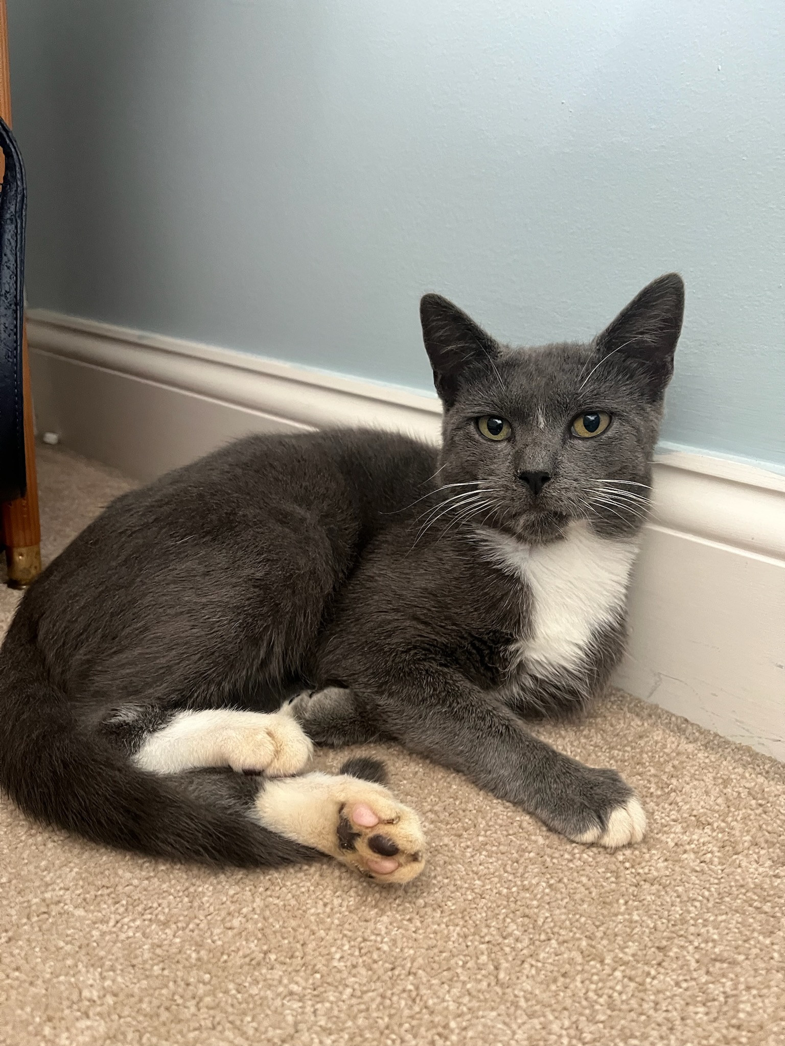 Enlarge Luke, a Adopted mixed breed in Stevensville, MD image 2/6