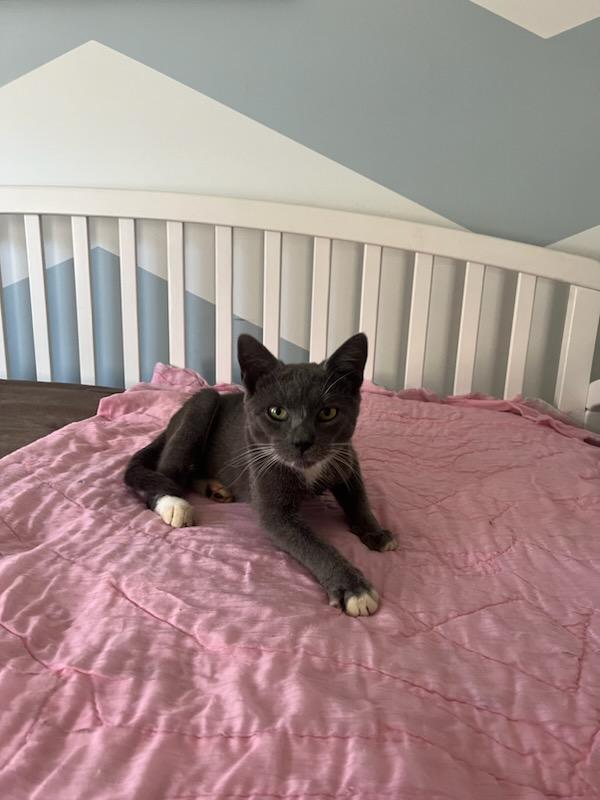 Enlarge Luke, a Adopted mixed breed in Stevensville, MD image 3/6